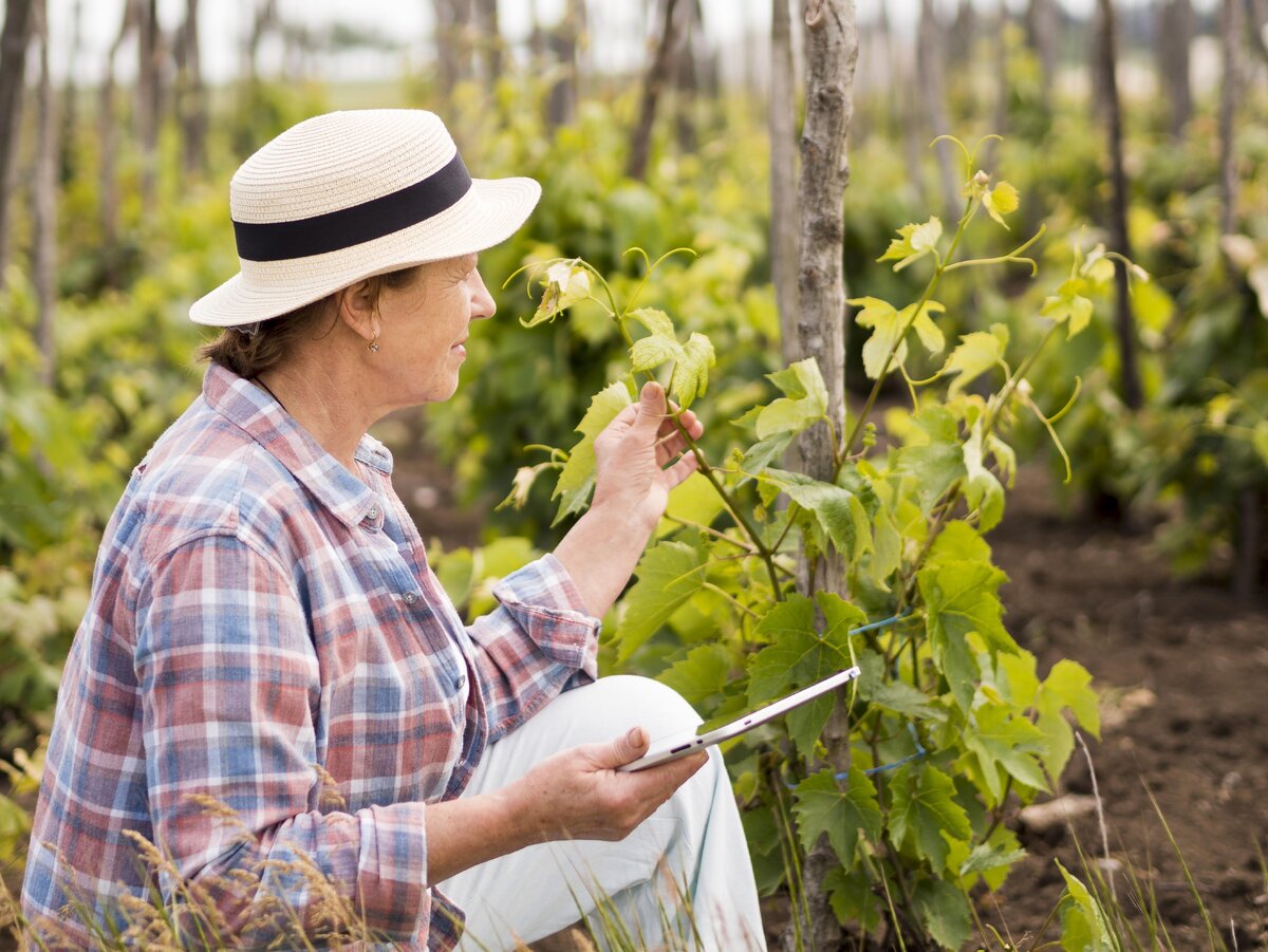    Наточите секатор и продезинфицируйте, прежде чем обрезать виноградFreepik