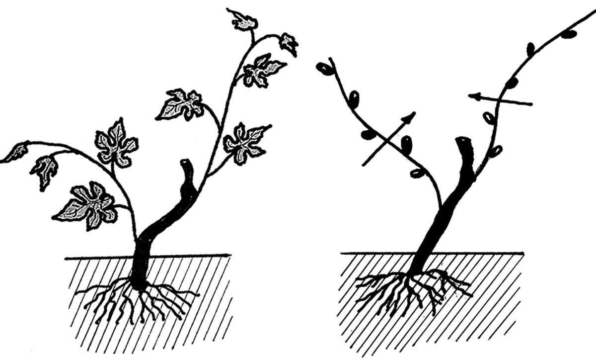 Схема подрезки винограда осенью