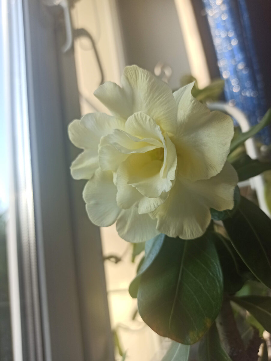 адениум пинк валентин. пустынная роза адениум обрезка. адениум крона. адениум камелия. адениум период цветения.