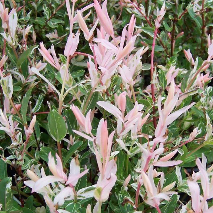 Вот она какая, Хакуро Нишики. Фото из интернета