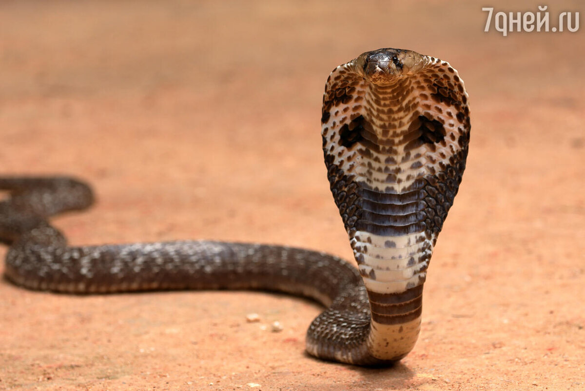    К чему снится кобра 123RF/legion-media.ru