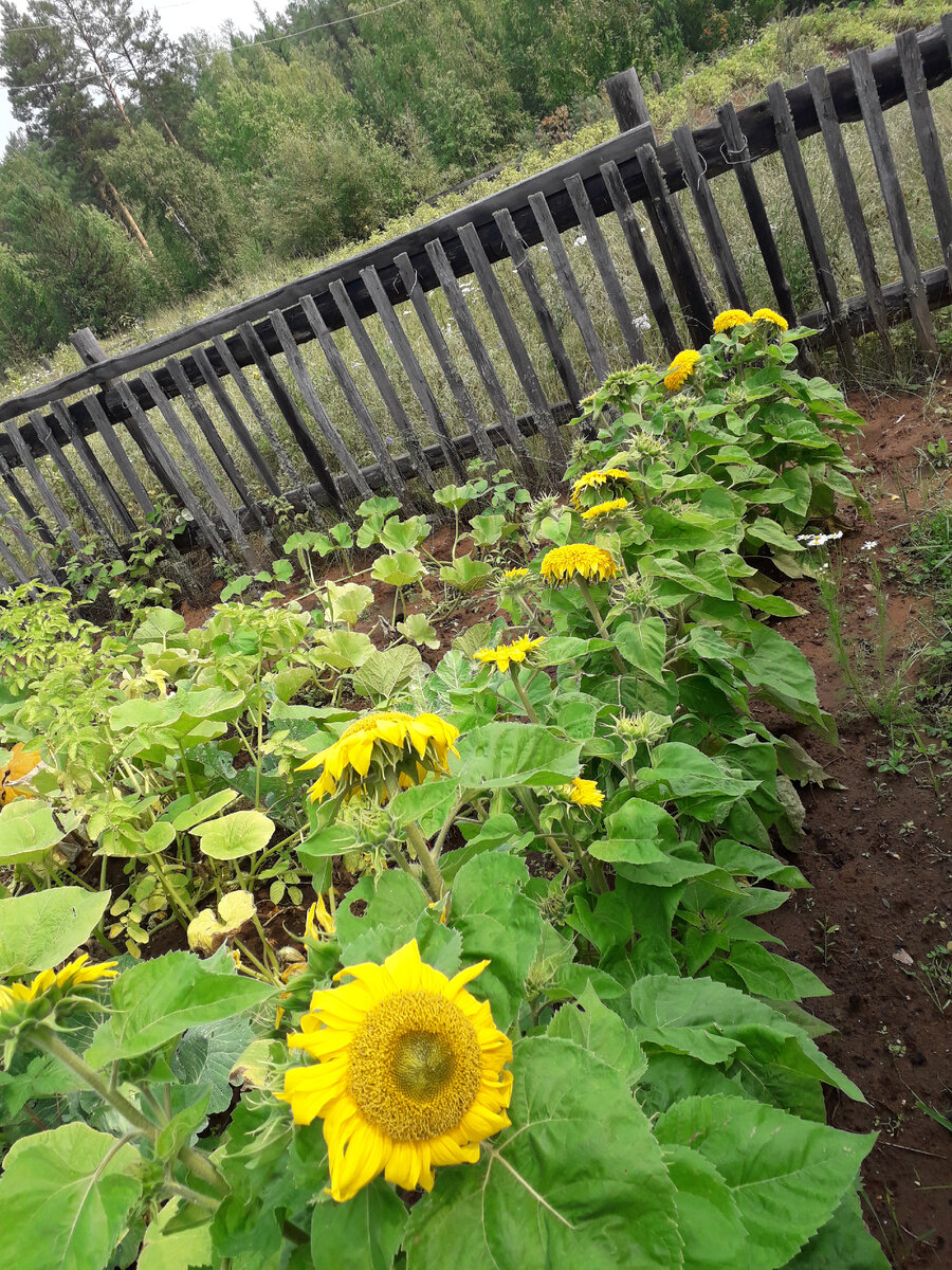 Это только часть нашего декоративного подсолнуха