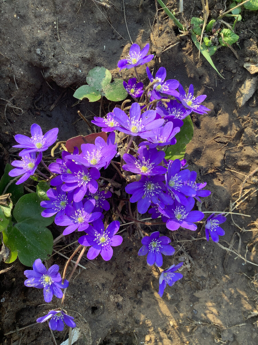 Печеночница очень яркого оттенка