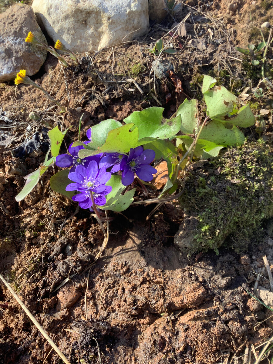 Нравится сочетание цвета листьев и цветов