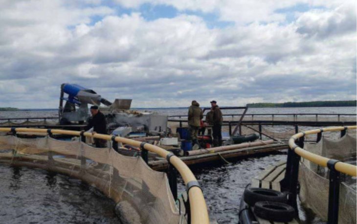    Производство аквакультуры в Вологодской области выросло почти в 14 раз за десять лет