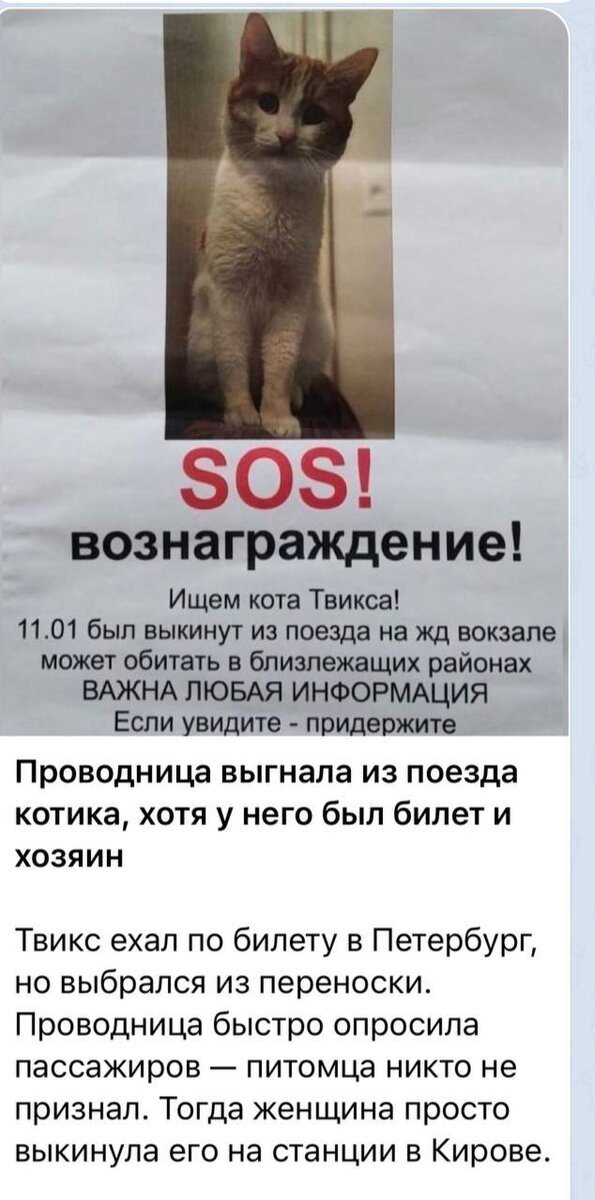 Почему проводница выкинула кота твикса. Почему проводница выкинула кота твикса