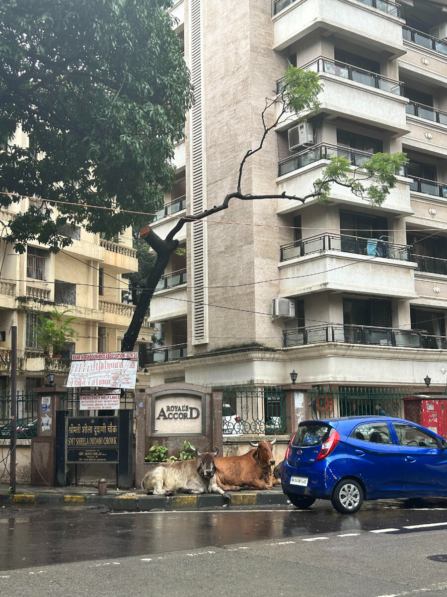 Район Мумбая Бандра Вест - здесь уже есть тротуары и убирают мусор. Коровы, правда, остались))) В этом райончике я и остановилась до конца своей учебы.