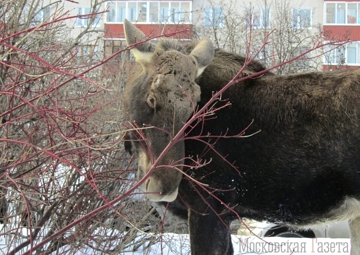    На юге Москвы лоси вышли к людям