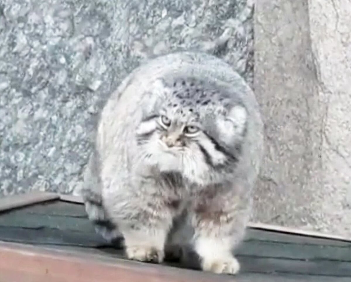 московский зоопарк 1864 года. зверинец ивана грозного. кем был организован зоосад в 19 веке. карл хагенбек зоопарк. лондонский зоопарк в 19 веке.