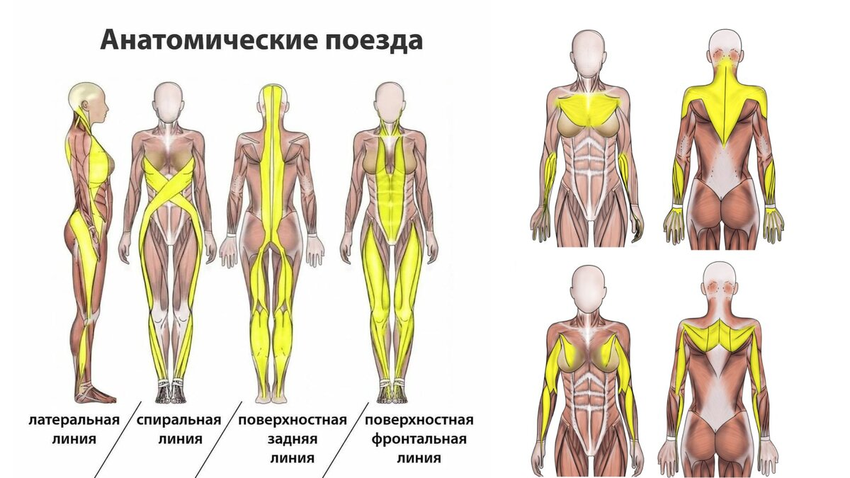 Фасция всего тела от мизинца до макушки - едина. И, если на стопе она стянута, то происходит перераспределение натяжения по всему телу!-4