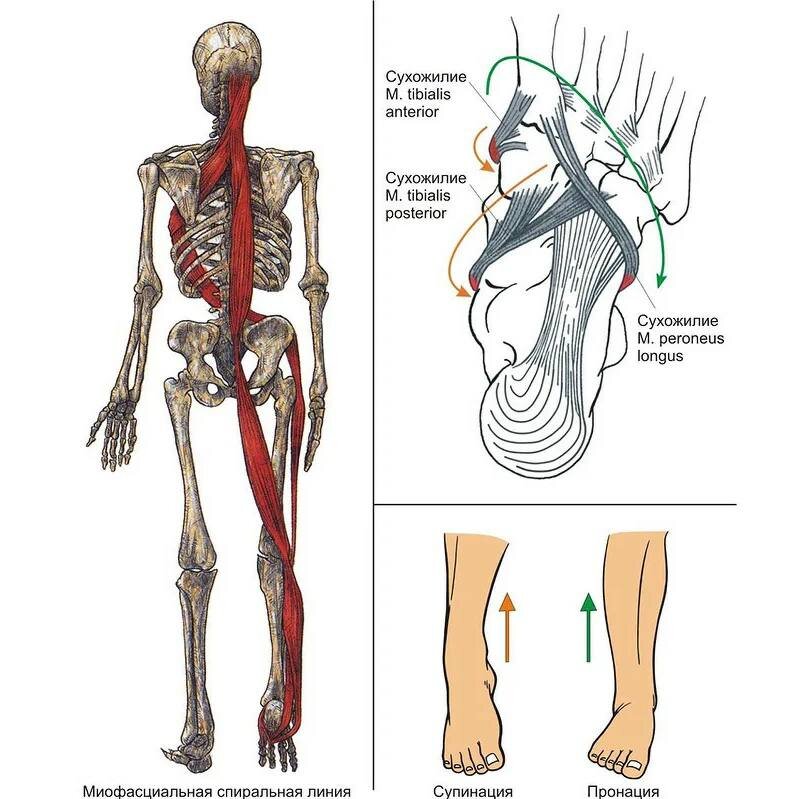 Фасция всего тела от мизинца до макушки - едина. И, если на стопе она стянута, то происходит перераспределение натяжения по всему телу!-5