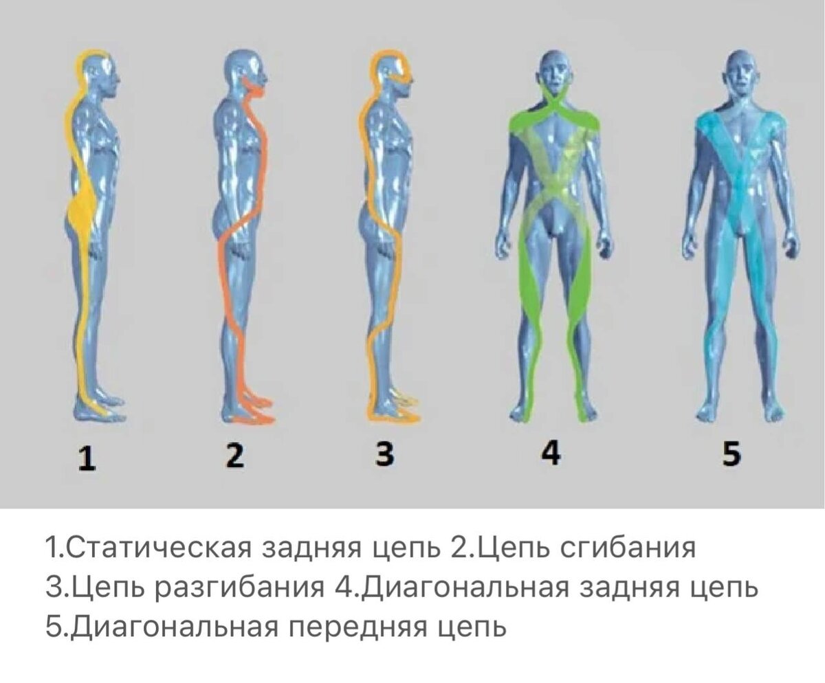 Фасция всего тела от мизинца до макушки - едина. И, если на стопе она стянута, то происходит перераспределение натяжения по всему телу!-6