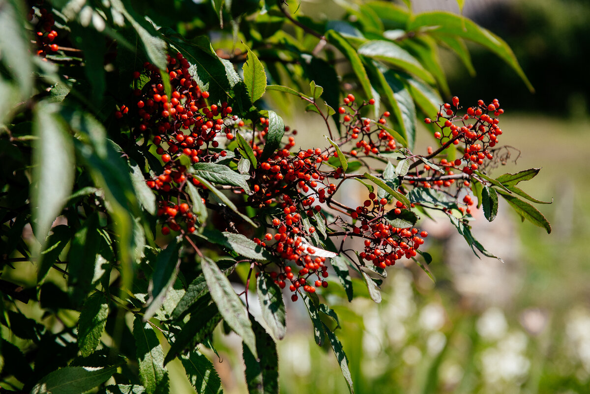 Бузина в моем саду