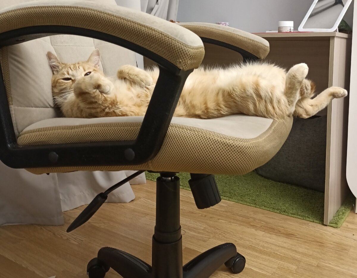 Я не стала для оформления этой статьи использовать фото, связанное с банками. Да ну их! Пусть лучше это будет красавчик Симба.