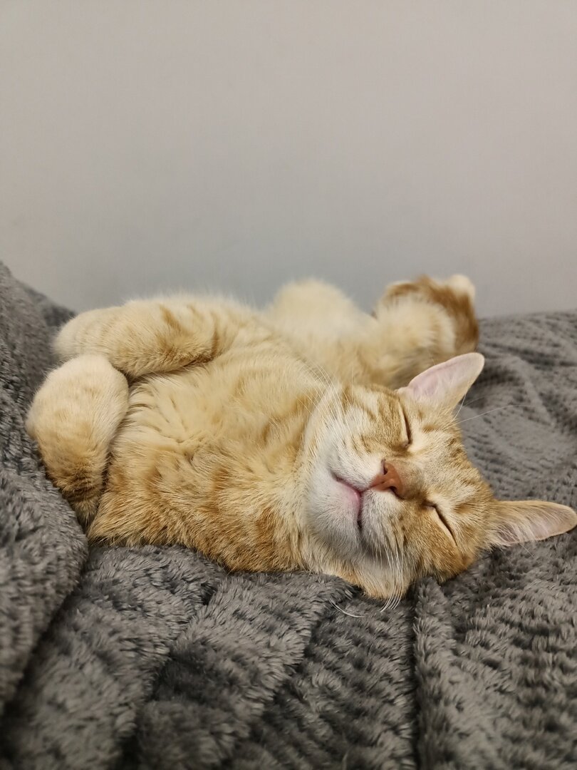 Ещё один Симба.