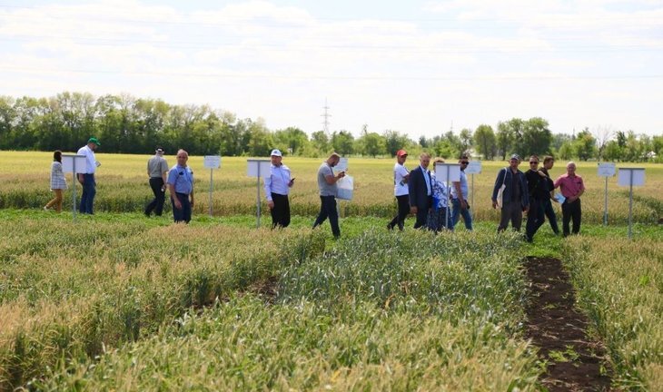     Селекционеры сои из Поволжского НИИСС на пороге создания нового сорта
