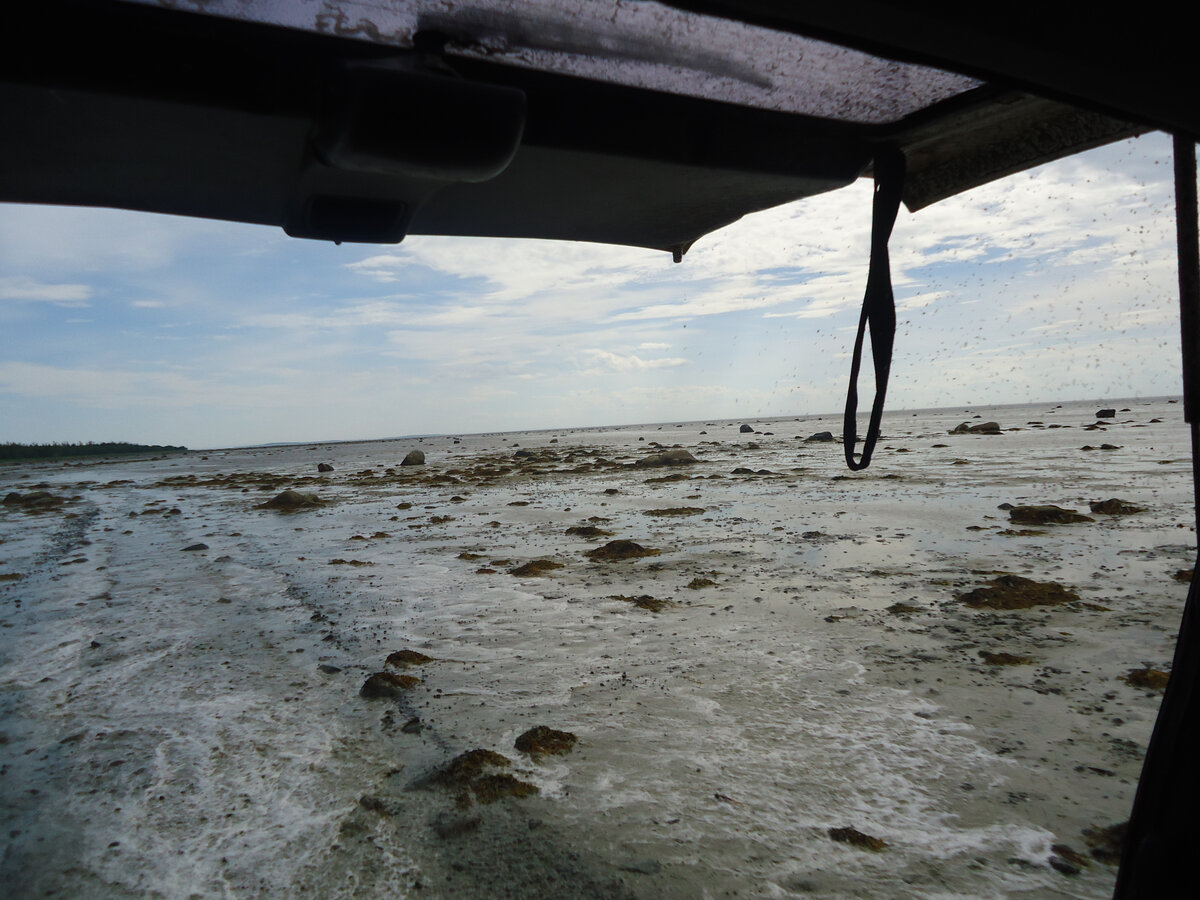 Литораль. Вид через заднюю дверь болотохода. Из архива автора.