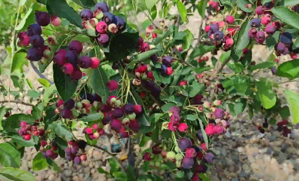 Ирга крупноплодная сортовая