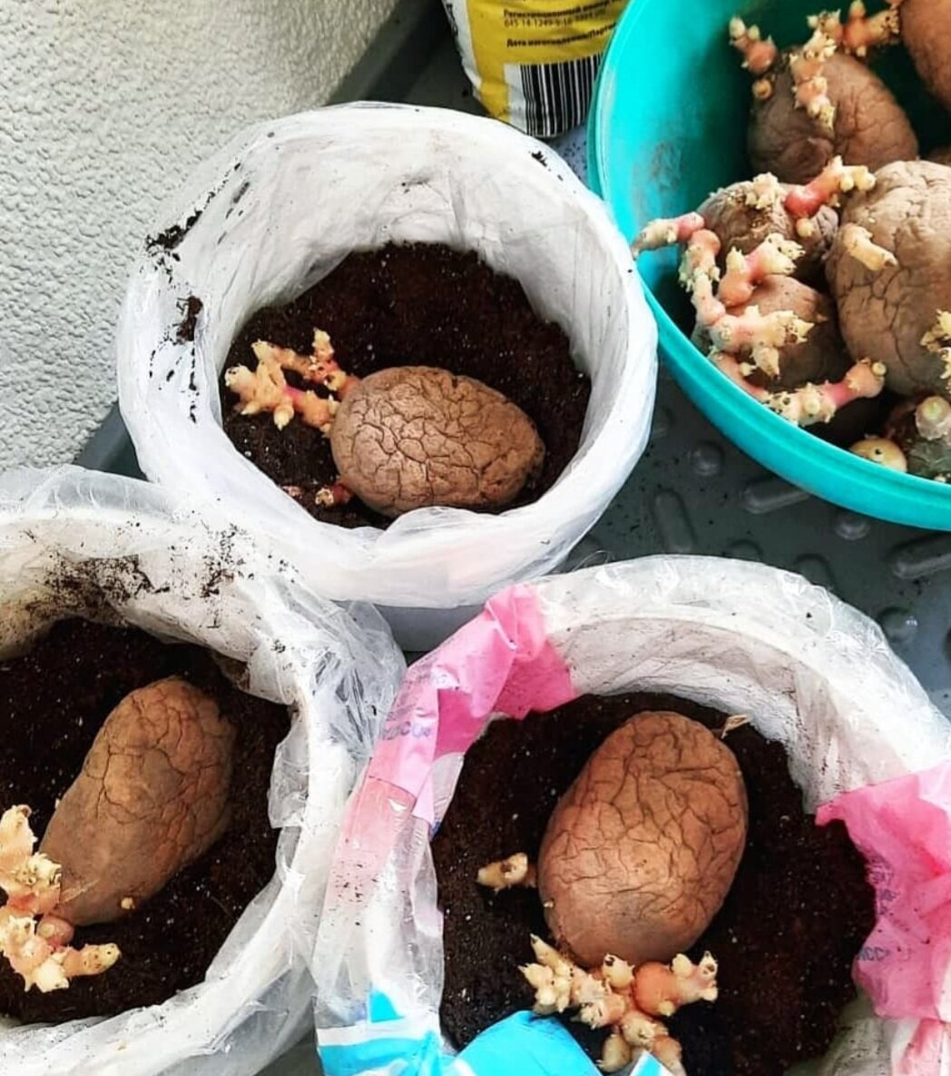 Можно ли есть белую картошку. Признаки картофеля. Что полезного в картошке. Картошка с луком и чесноком. Можно ли есть белую картошку.