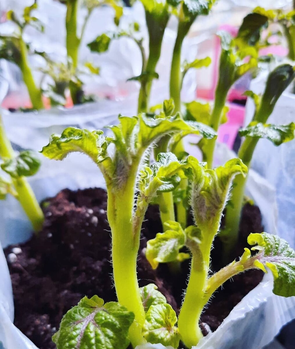 сонник копать землю. что означает сон копать картошку. высказывания про картошку. что означает сон копать картошку. картофель во сне к чему снится.