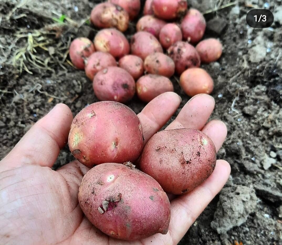 люблю копать картошку. акушинская картошка. сбор урожая. приколы про огород и дачу. копание картошки.