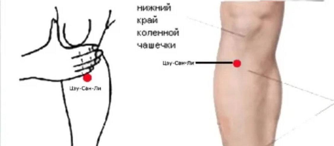 Точки долголетия» - Цзу-Сан-ли – е36. Точка –е36 –Цзу-Сан-ли 36. Цзу-Сань-ли (е36).