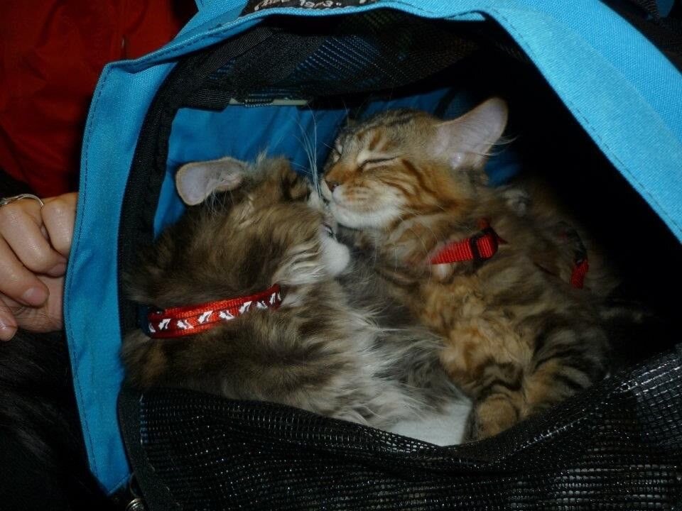 Котята готовятся к полету