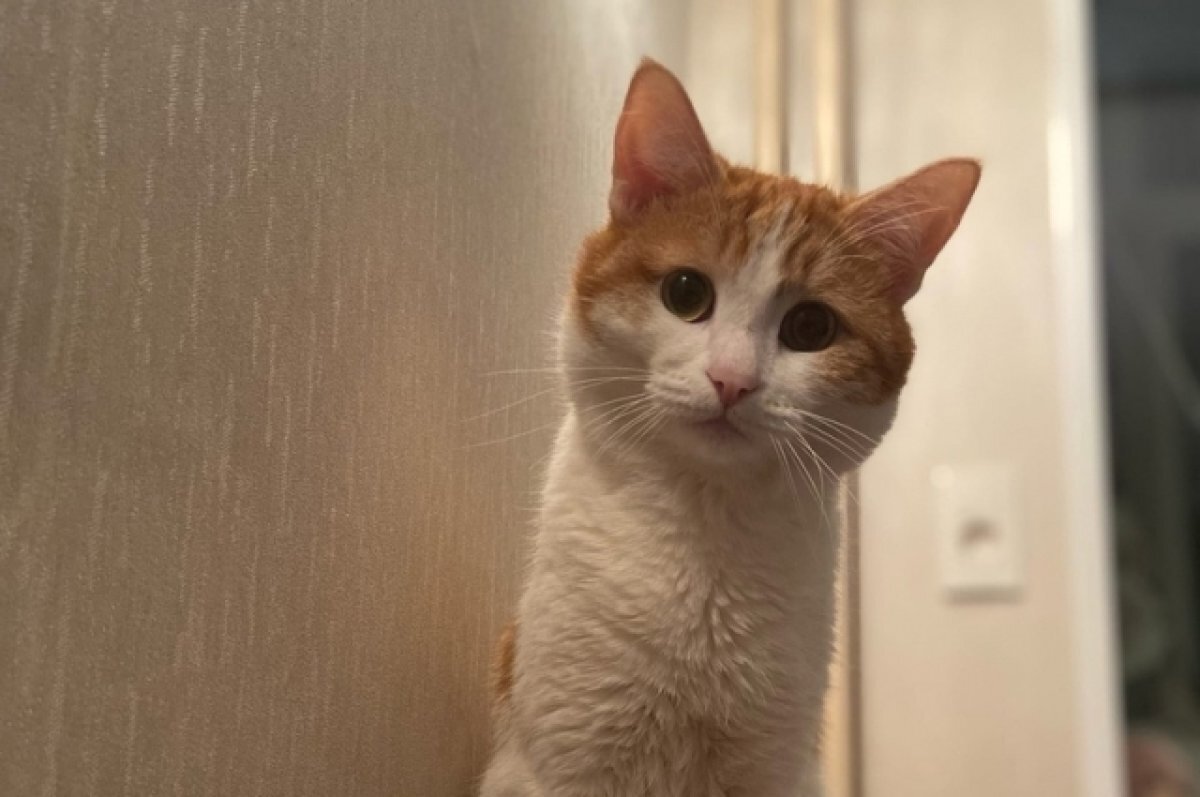    Кота Твикса ищут волонтёры в Кирове.
