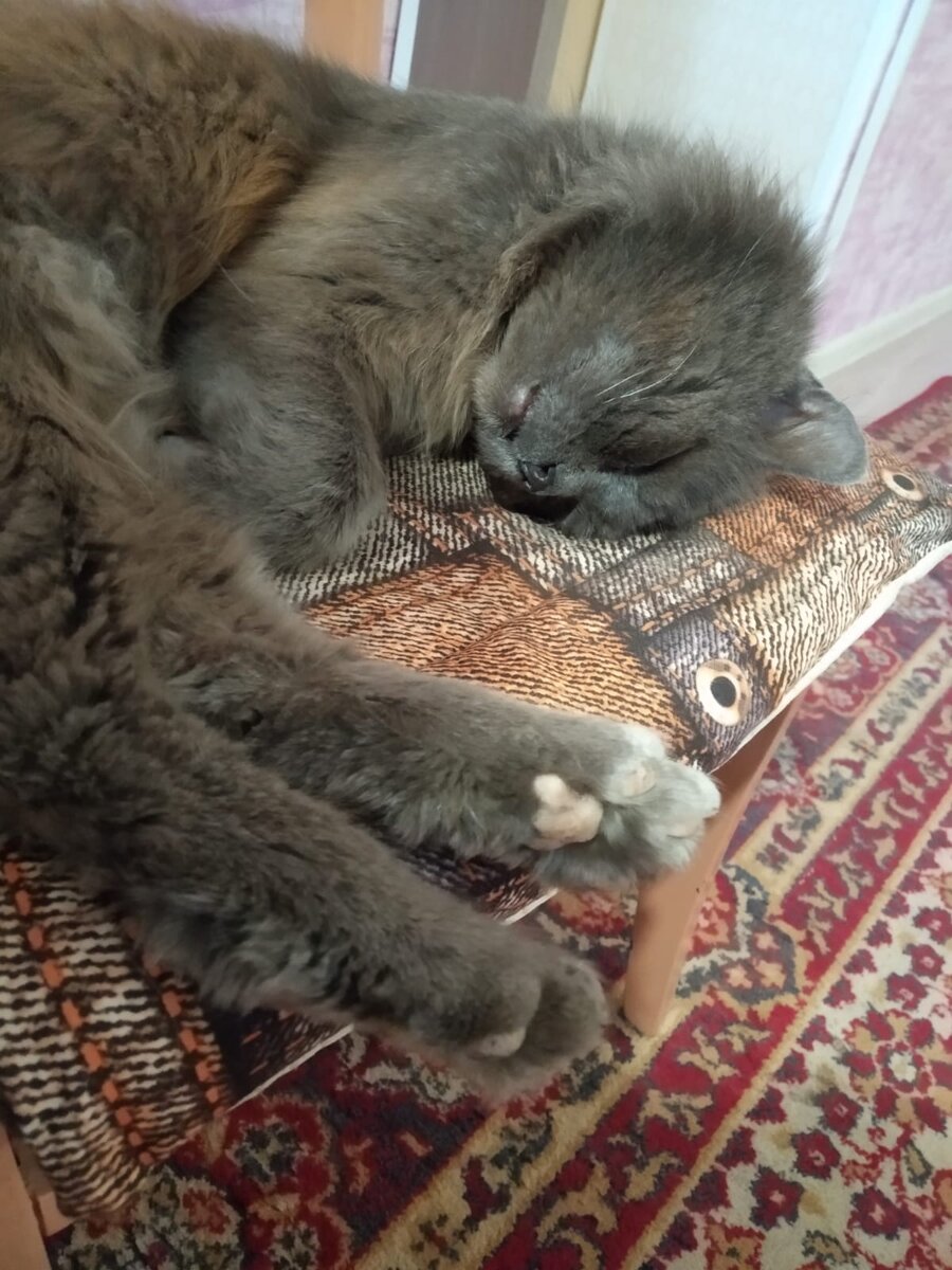 Вася отдыхает. Фото автора