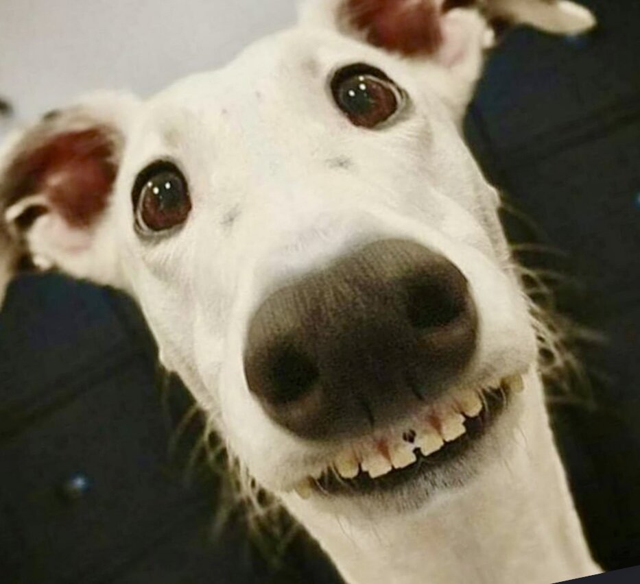 Рыба может быть полезной составляющей рациона собаки, поскольку она содержит множество питательных веществ, которые способствуют поддержанию здоровья и благополучия животного. Вот несколько причин, по которым рыба полезна для собак:

1. Омега-3 жирные кислоты. Рыба, особенно жирные сорта, такие как лосось, сардины и макрель, богаты омега-3 жирными кислотами, такими как EPA (эйкозапентаеновая кислота) и DHA (докозагексаеновая кислота). Эти кислоты поддерживают здоровье кожи и шерсти, способствуют уменьшению воспалений и могут помочь в управлении артритом и аллергиями.

2. Белок высокого качества. Рыба содержит белок высокого качества, который необходим для поддержания мышечной массы и общего здоровья собак.

3. Витамины. Рыба является хорошим источником многих витаминов, включая витамин D, который играет важную роль в регуляции баланса кальция и фосфора в организме, а также поддерживает здоровье костей. Также содержится витамин B12, который необходим для функционирования нервной системы и производства эритроцитов.

4. Минералы. Рыба содержит различные минералы, такие как фосфор, который важен для поддержания костей и зубов, а также селен, который имеет антиоксидантные свойства.

5. Легкоусвояемость. Рыба обычно легко усваивается собаками, что делает ее хорошим выбором для животных с чувствительным желудком или проблемами пищеварения.

6. Здоровье нервной системы. Омега-3 жирные кислоты, особенно DHA, считаются важными для развития мозга у щенков и поддержания когнитивных функций у стареющих собак.

В «естественном» виде давать собаке рыбу опасно: из-за риска повреждения ротовой полости и пищеварительной системы костями, и из-за риска инфицирования паразитами. Поэтому рыба должна содержаться в кормовых добавках. Проще и правильнее доверять обработанному пищевому сырью, нежели рыночным необработанным продуктам!