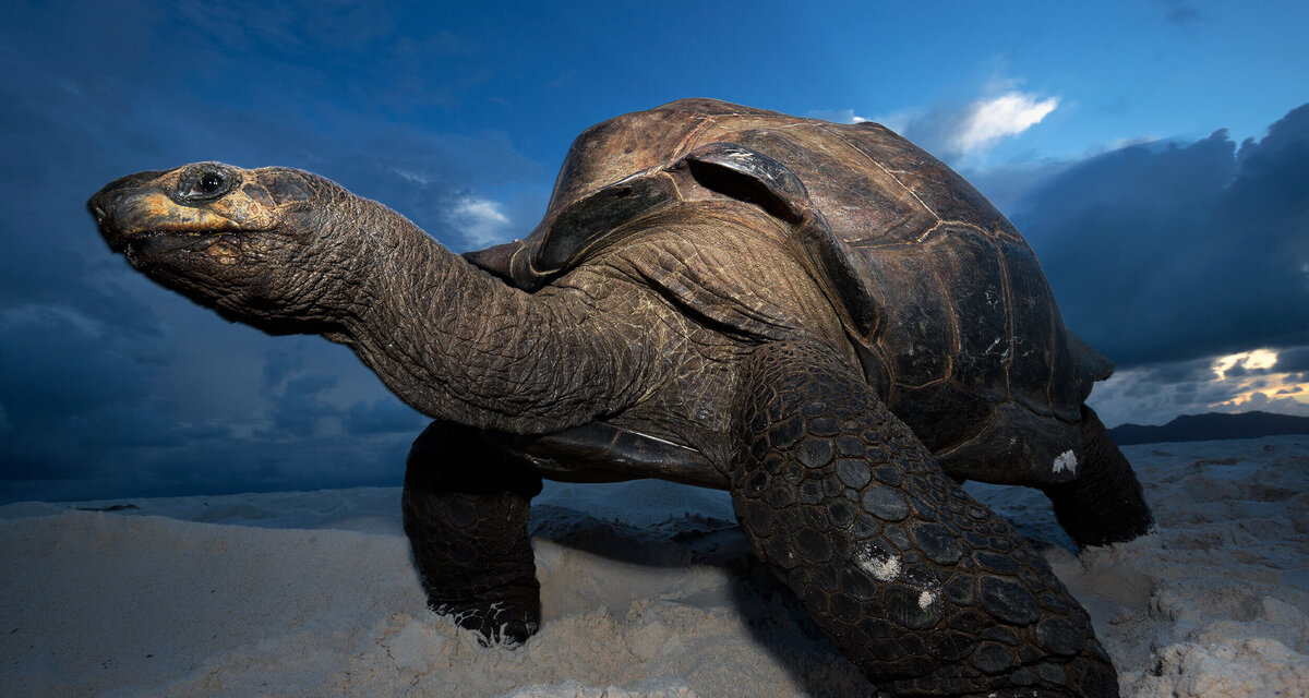 ����� �����