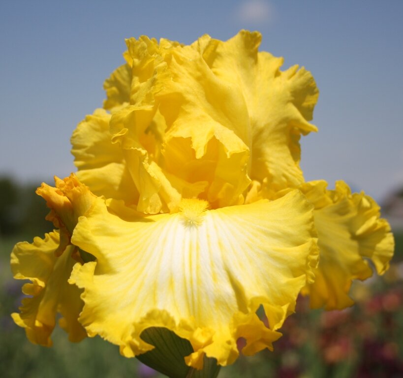 "ирис кровельный iris tectorum". ирис тейлор луиз. луковица ирис сибирский пинк парфе. ирис луизиана сонг. ирис бородатый экзотик стар.