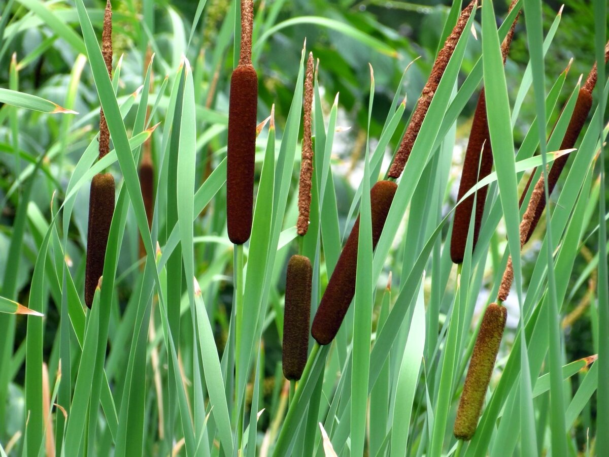 Рогоз узколистный. Рогоз узколистный (Typha angustifolia). Рогоз Typha latifolia. Рогоз широколистный (Typha latifolia). Рогоз широколистный (Typha latifolia l.).