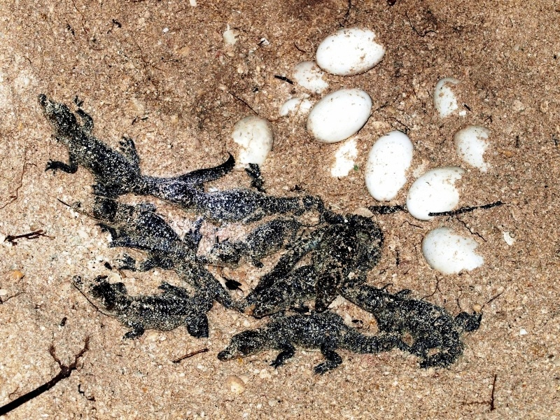 Размножение ящериц яйцами