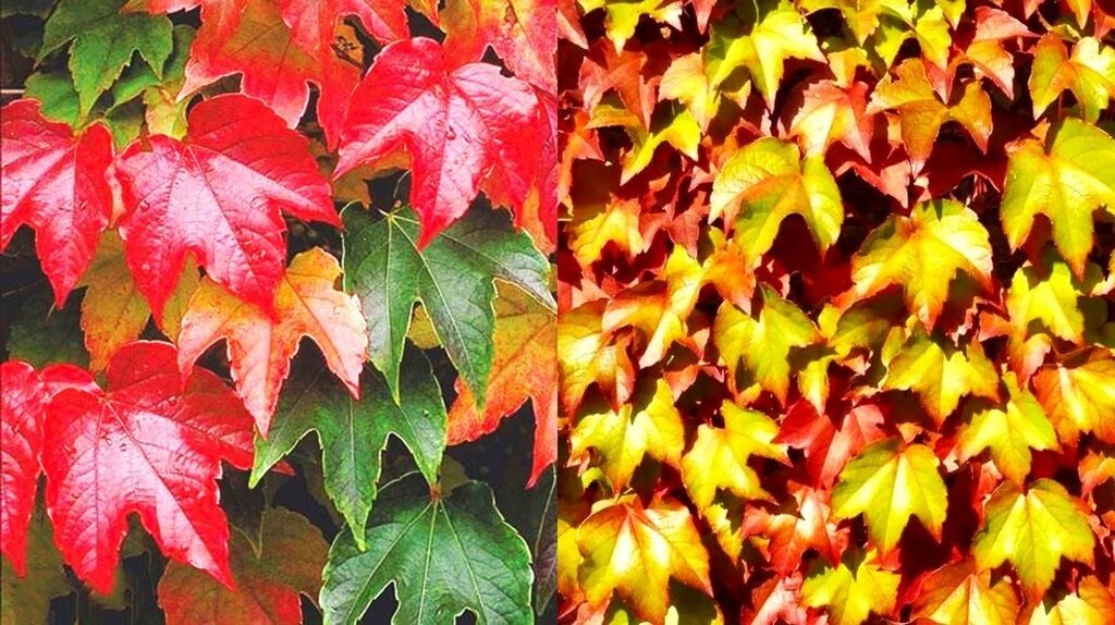 Листайте галерею для просмотра. Виноград Вичи.