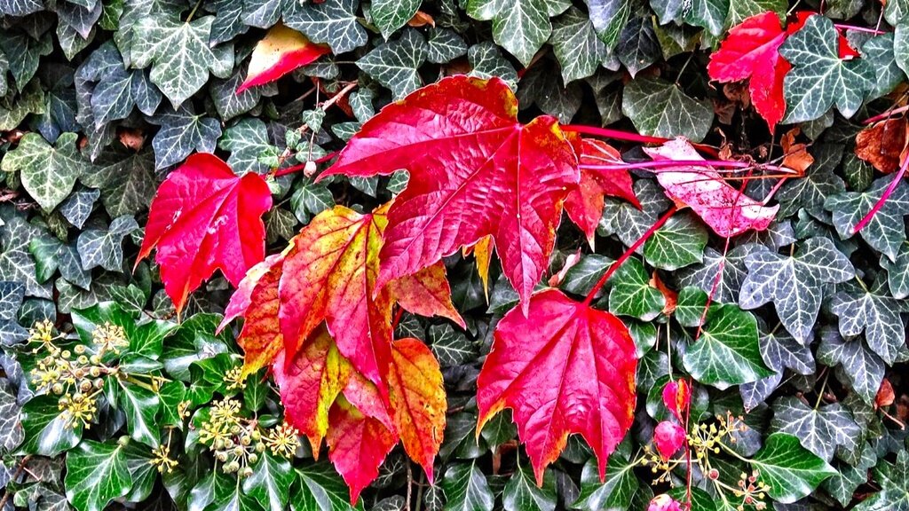 Виноград Вичи и плющ.