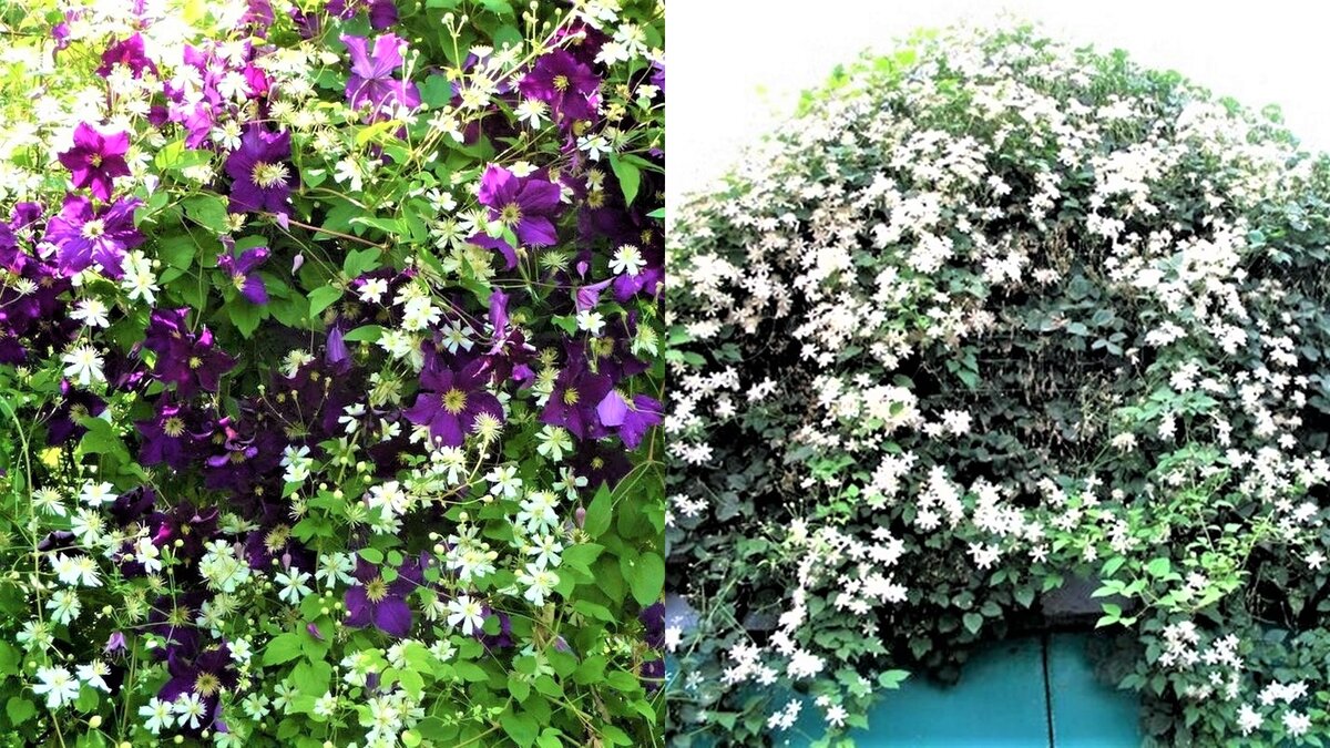 бамбук обыкновенный - bambusa vulgaris. росянка капская альба. закрытый бутон цветка. онгаонга крапивное дерево. побег растения.