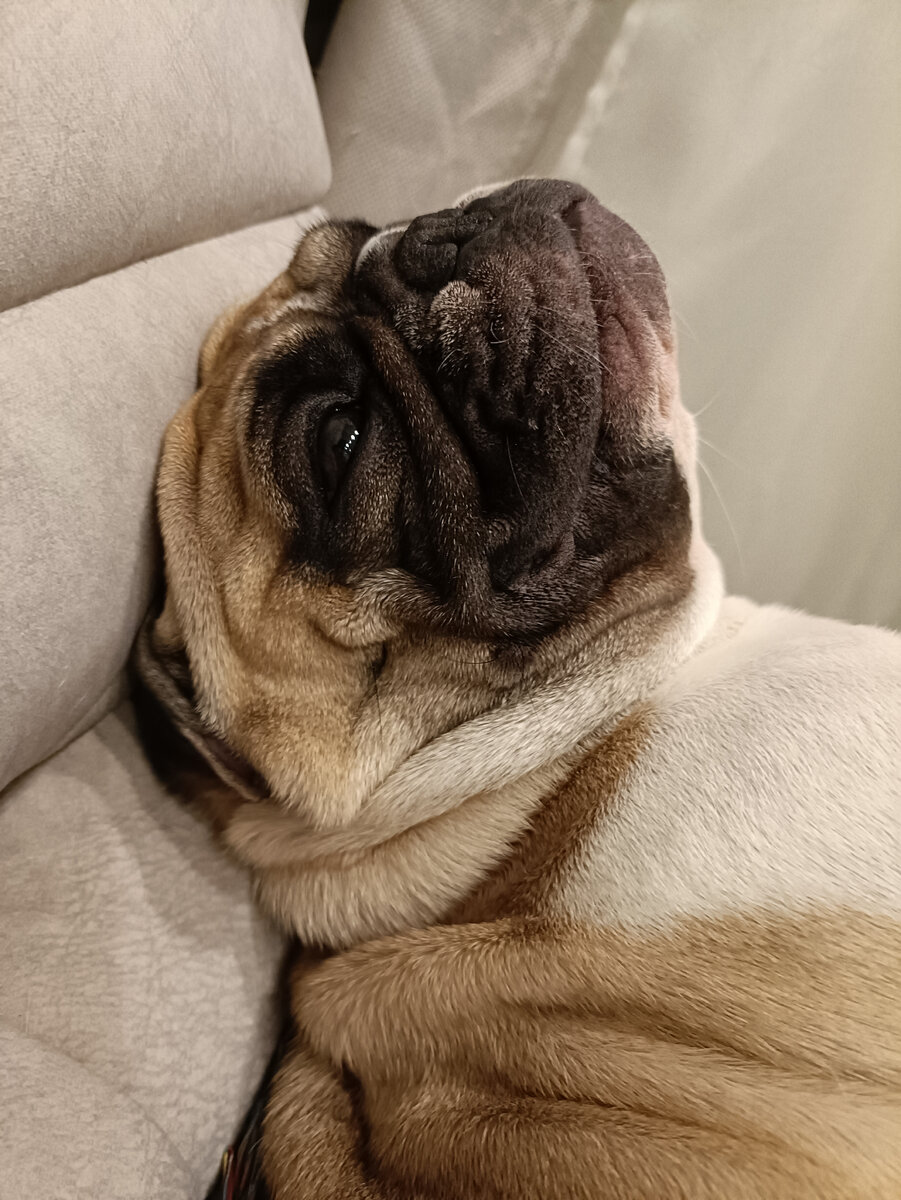 Бывший птеродактиль