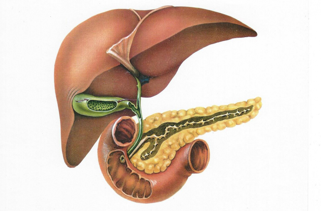 Желчный пузырь и поджелудочная железа. Анатомия расположения желчного пузыря. Печень желчный пузырь поджелудочная железа анатомия. Анатомия человека поджелудочная и желчный пузырь.