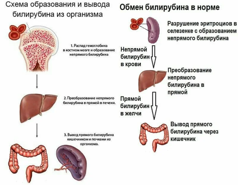 Билирубин что это такое у мужчин. Повышен прямой и непрямой билирубин.