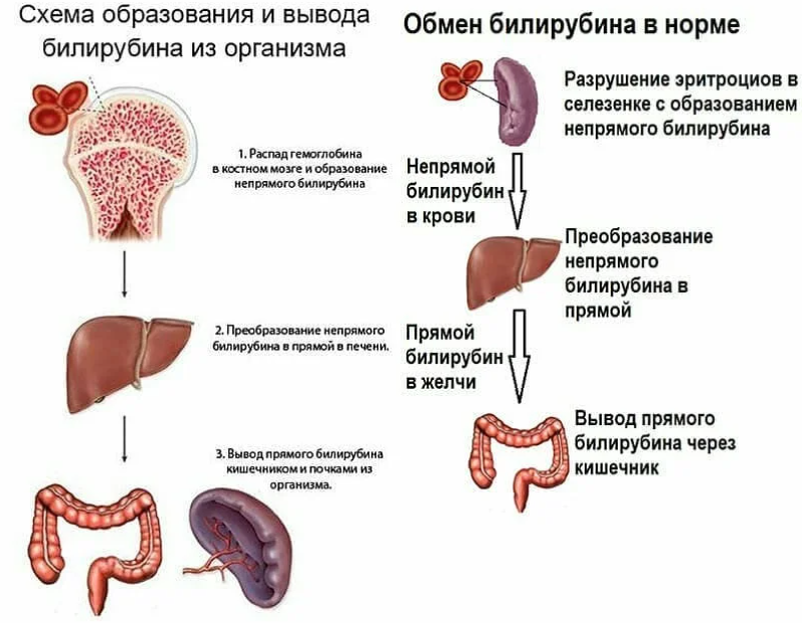 Билирубин: общий, прямой, непрямой