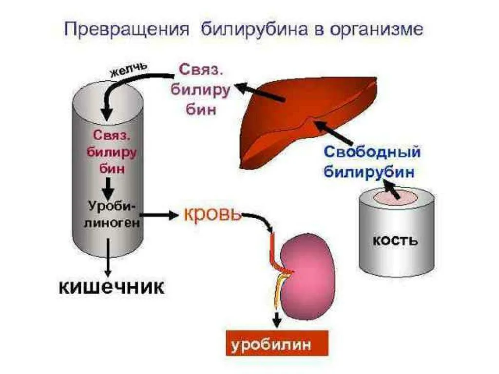 Определение билирубина (все фракции) в сыворотке крови в Санкт-Петербурге