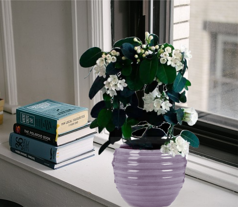 Стефанотис 