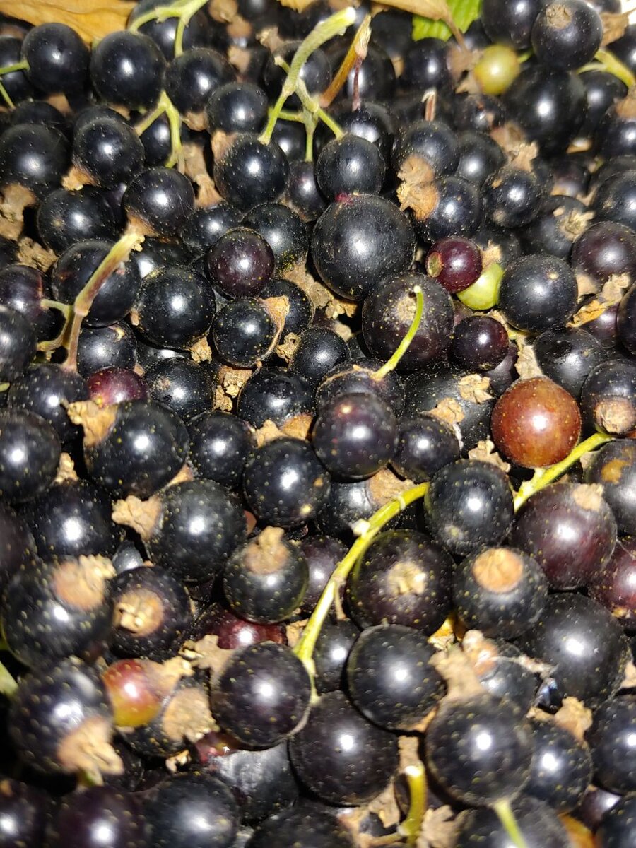 Самая полезная ягода - это черная смородина. В ней содержится самое большое количество антиоксидантов, по сравнению с другими ягодами