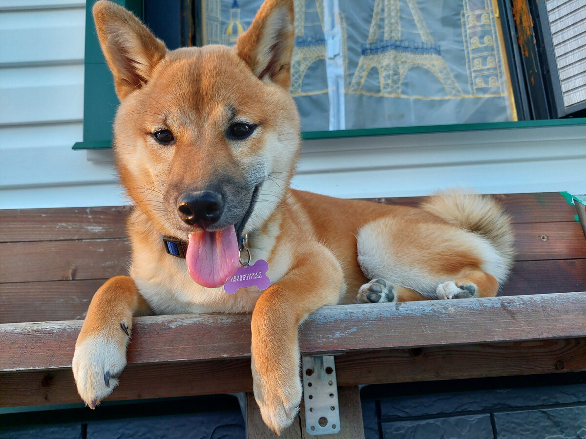 Уставшая Дайки