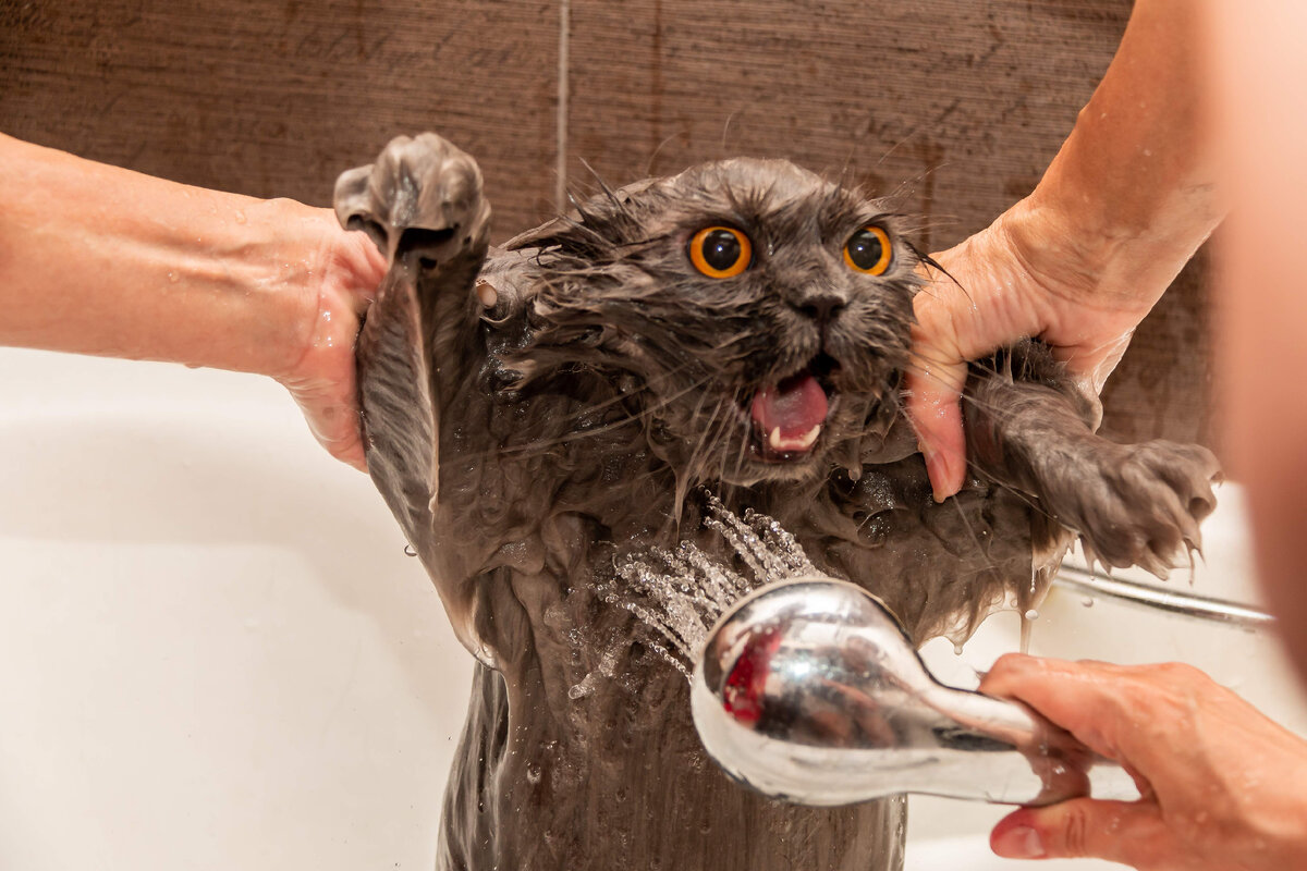 Можно мыть кота мылом. Мытье кота. Мокрая кошка. Кота купают. Кошка моется.