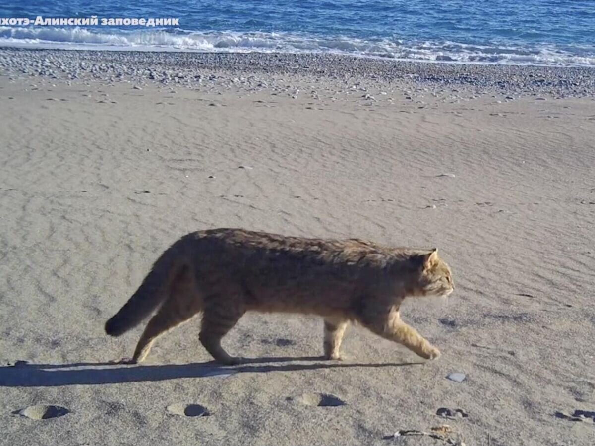    Дальневосточный лесной кот. Кадр видео© Сихотэ-Алинский заповедник