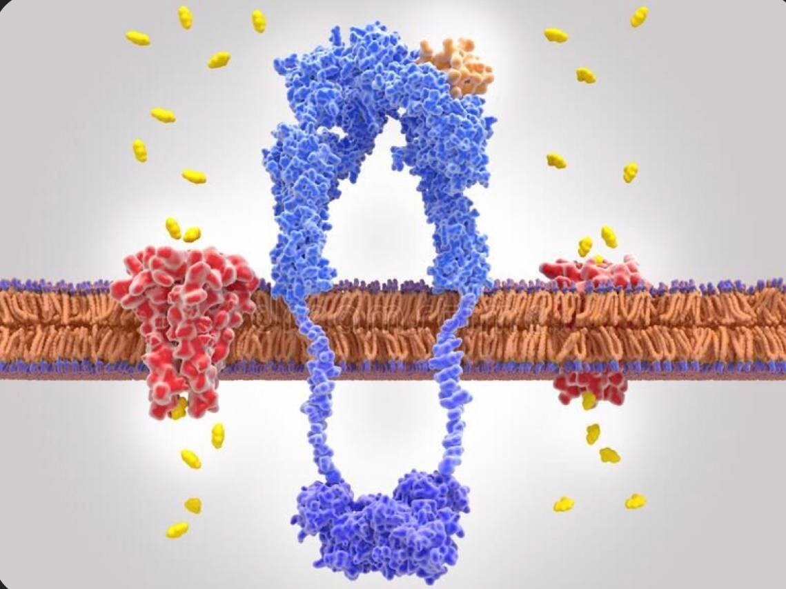 Показатели глюкозы, инсулин, датчик глюкозы и глюкометр | Екатерина ...