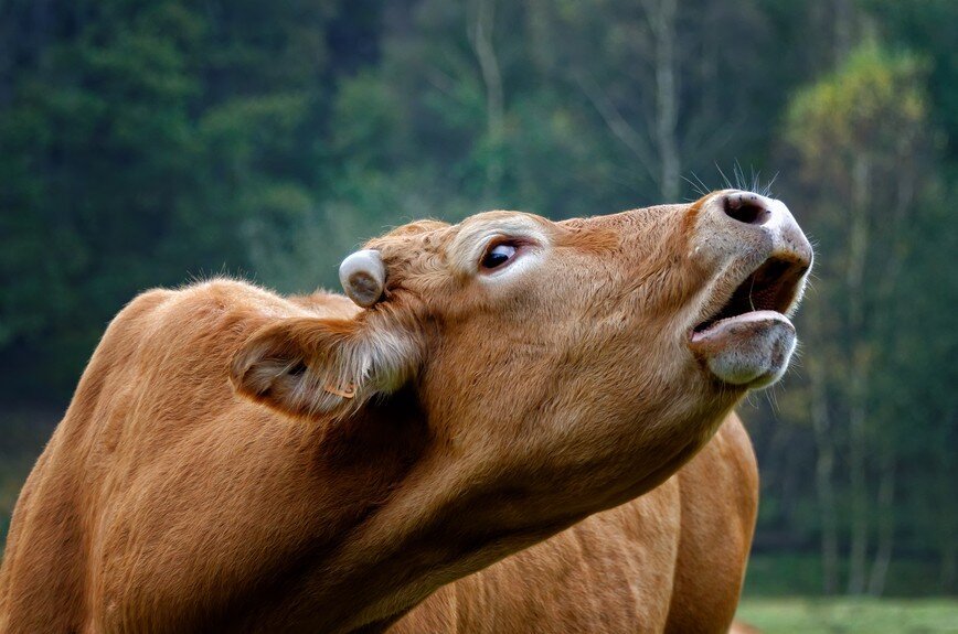 Звук издает корова. Корова мычит. Бык мычит. Испуганная корова. Мычание крововы.