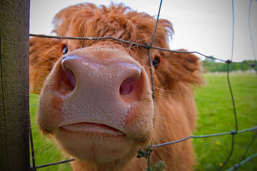 În acest articol vă vom vorbi despre vaci. Am pregătit pentru tine cele mai uimitoare fapte legate de aceste animale.-7